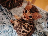 Bounty – Un chaton mâle Bengal LOOF à réserver, dernier disponible de sa portée
