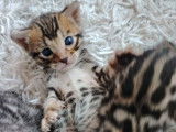 Bounty – Un chaton mâle Bengal LOOF à réserver, dernier disponible de sa portée