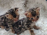 Bounty – Un chaton mâle Bengal LOOF à réserver, dernier disponible de sa portée
