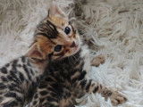 Bounty – Un chaton mâle Bengal LOOF à réserver, dernier disponible de sa portée