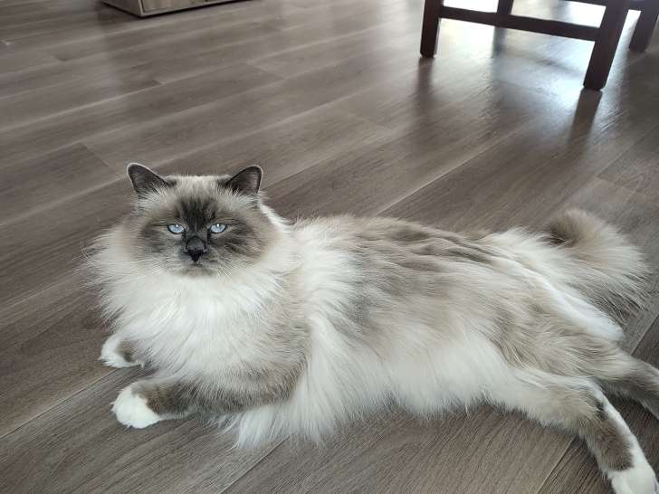 Magnifique Sacré de Birmanie bien ganté disponible pour saillie