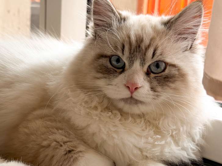 Mâle Sibérien disponible pour saillie