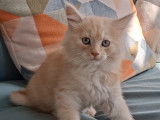 Chaton mâle Maine Coon LOOF à vendre