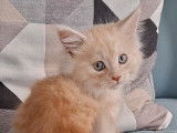 Chaton mâle Maine Coon LOOF à vendre