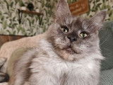 Femelle Maine Coon LOOF adulte à vendre, bleu smoke, 4 ans, retraitée d’élevage
