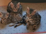 2 femelles Bengal LOOF à vendre, brown tabby motif rosettes, nées en janvier 2026