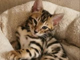 2 femelles Bengal LOOF à vendre, brown tabby motif rosettes, nées en janvier 2026