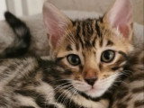 2 femelles Bengal LOOF à vendre, brown tabby motif rosettes, nées en janvier 2026