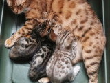 2 femelles Bengal LOOF à vendre, brown tabby motif rosettes, nées en janvier 2026