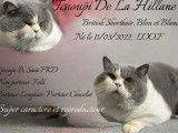 Étalon British Shorthair LOOF à vendre, mâle bleu et blanc