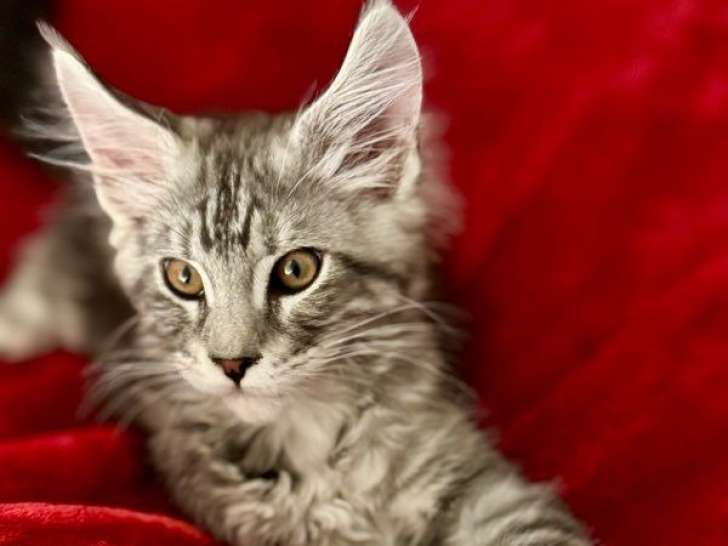 Chaton Maine Coon à vendre, black silver classic tabby, né en décembre 2025, issu de parents LOOF
