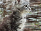 Chaton Maine Coon à vendre, black silver classic tabby, né en décembre 2025, issu de parents LOOF