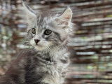 Chaton Maine Coon à vendre, black silver classic tabby, né en décembre 2025, issu de parents LOOF