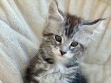 Chaton Maine Coon à vendre, black silver classic tabby, né en décembre 2025, issu de parents LOOF