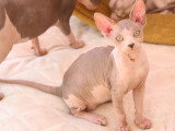 Sphynx mâle à vendre, blue mink et blanc, né en avril 2025, non LOOF