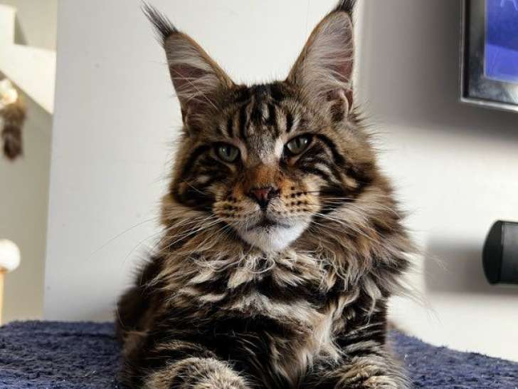 Mâle Maine Coon LOOF à vendre, brown blotched tabby, né en mai 2025, stérilisé
