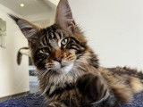 Mâle Maine Coon LOOF à vendre, brown blotched tabby, né en mai 2025, stérilisé