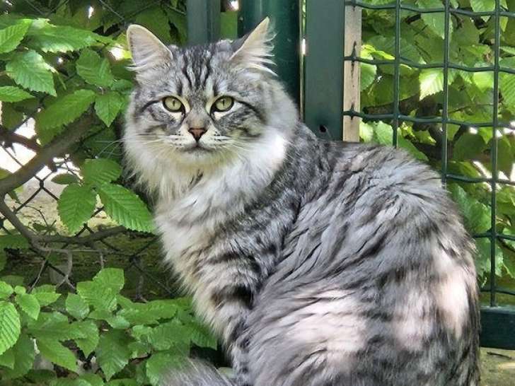 Magnifique mâle Sibérien LOOF pour saillie