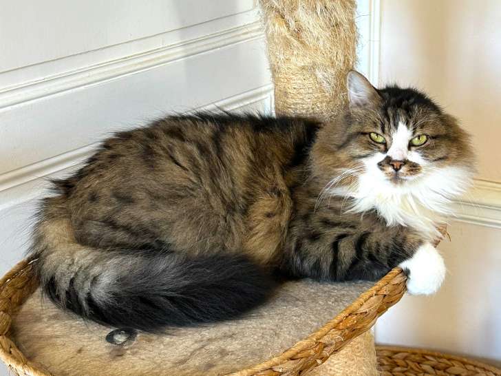 Birdy, chat mâle né en 2018 à adopter en association