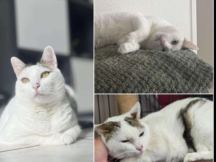 Prête pour l’adoption : chatte de 10 ans au pelage tigré et blanc
