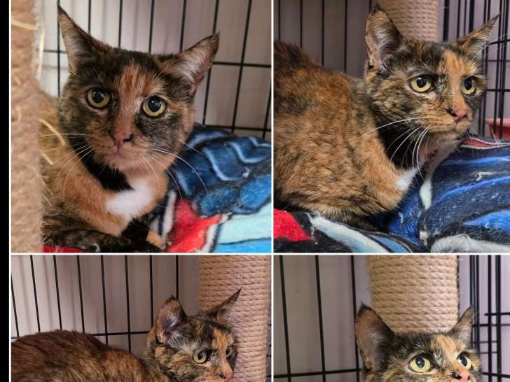 À accueillir : chatte de 9 ans au pelage écaille de tortue