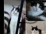À adopter : chat d’un an noir et blanc