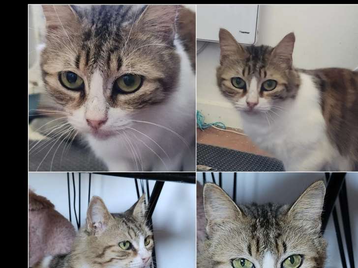 En quête d’un foyer : chatte Angora de 3 ans tigrée et blanche
