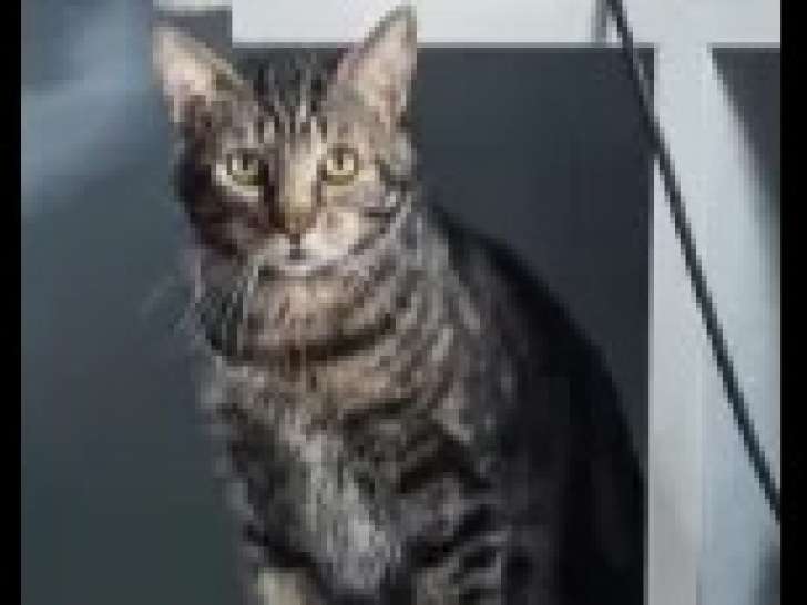 À la recherche d’une famille : chat tigré de 2 ans