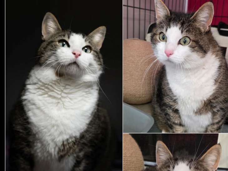 À accueillir : chat tigré et blanc de 6 ans