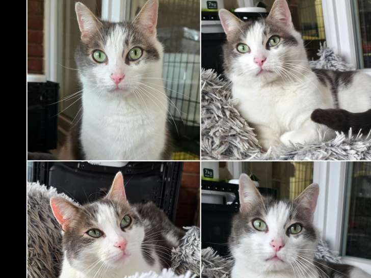 En attente d’un foyer : chat gris et blanc de 5 ans