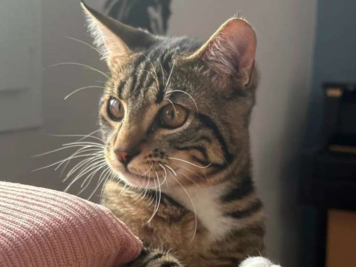 À adopter : chaton mâle de 5 mois au pelage tigré