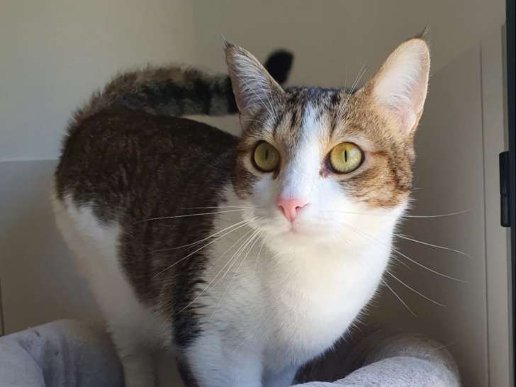 À la recherche d’une famille : chatte tigrée et blanche de 2 ans