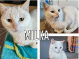 À accueillir : chatte blanche de 4 ans