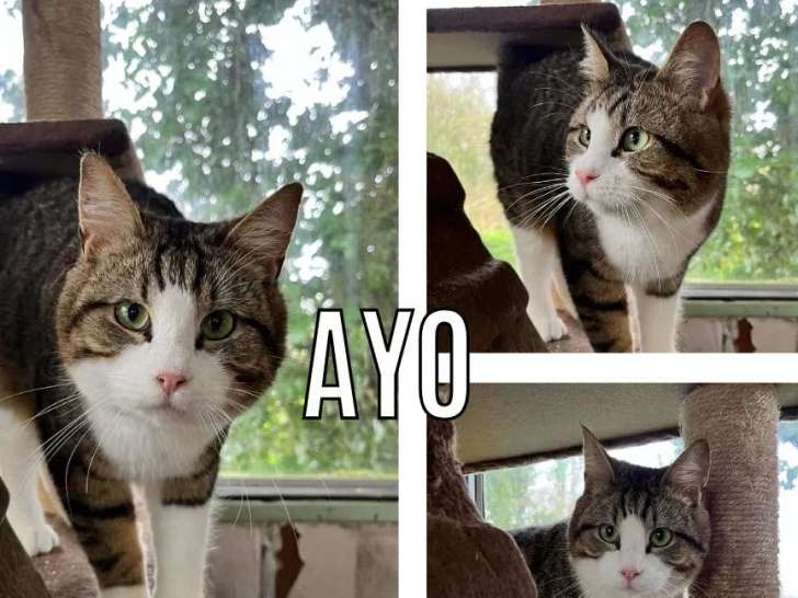 Disponible à l’adoption : chat tigré et blanc d’un an