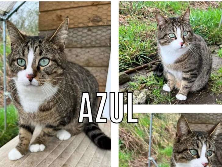 À adopter : chat tigré blanc d’un an