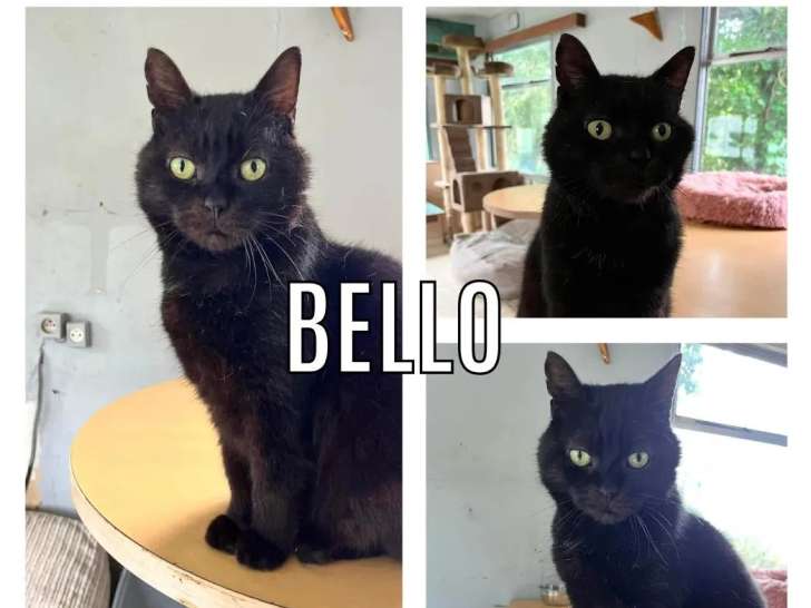 Disponible à l’adoption : chat noir de 2 ans
