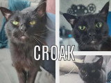 À la recherche d’une famille : chat noir de 4 ans