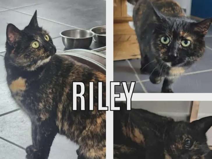 Disponible à l’adoption : chatte de 2 ans