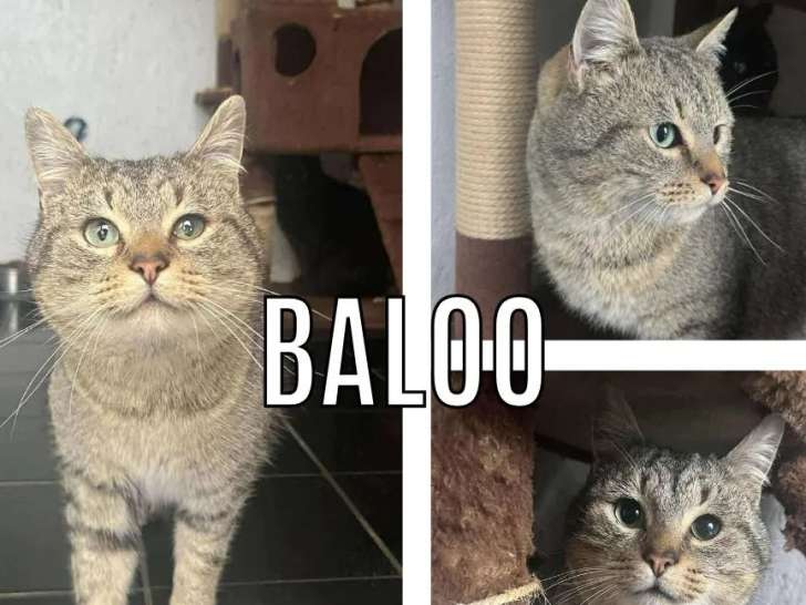 À adopter : chat tigré gris de 2 ans