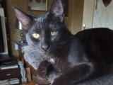En attente d’adoption : chaton femelle noir avec marque blanche de 10 mois