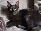 En attente d’adoption : chaton femelle noir avec marque blanche de 10 mois