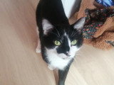 À adopter : chat noir et blanc de 2 ans