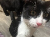 Adoption disponible : chat noir et blanc d’un an
