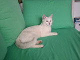 Disponible à l’adoption : chat blanc de 2 ans