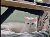 Disponible à l’adoption : chat blanc de 2 ans
