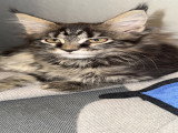9 chatons Maine Coon LOOF à vendre