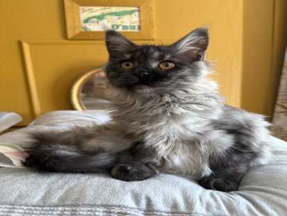 9 chatons Maine Coon LOOF à vendre