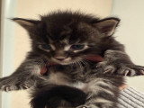 9 chatons Maine Coon LOOF à vendre