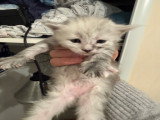9 chatons Maine Coon LOOF à vendre