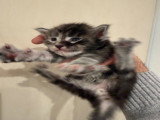 9 chatons Maine Coon LOOF à vendre